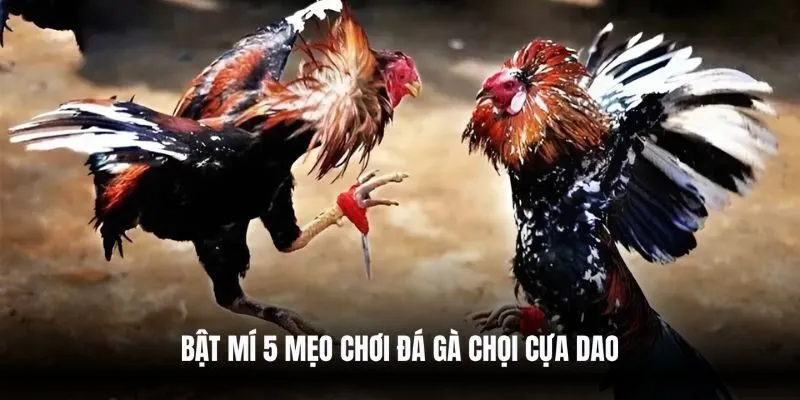 Bật mí 5 mẹo chơi đá gà chọi cựa dao