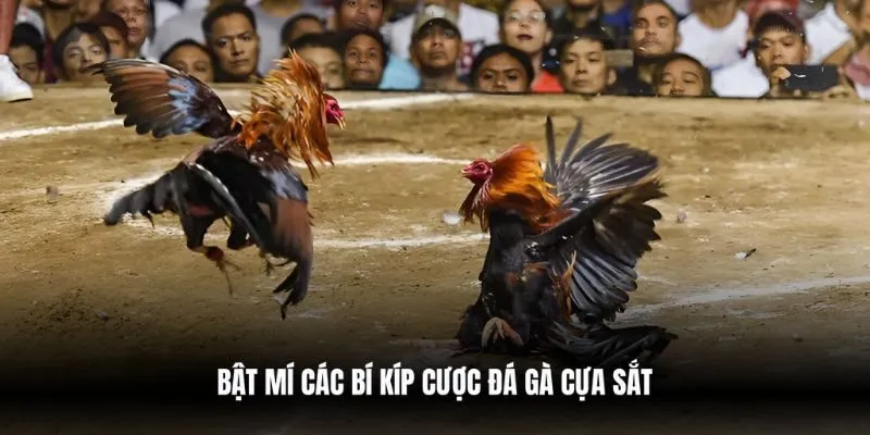 Bật mí các bí kíp cược đá gà cựa sắt