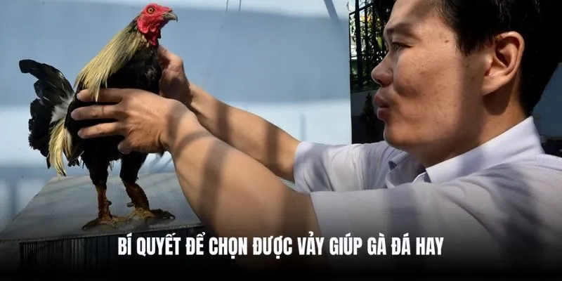 Bí quyết để chọn được vảy giúp gà đá hay