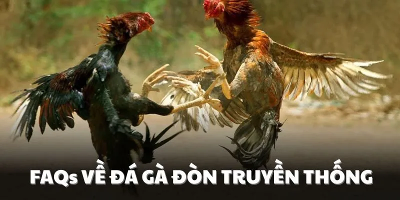Thắc mắc thường gặp về chọi gà đòn