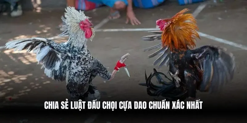 Chia sẻ luật đấu chọi cựa dao chuẩn xác nhất