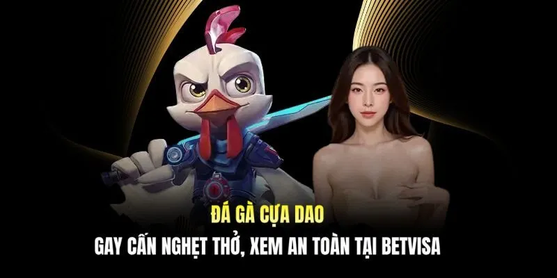 Đá gà cựa dao