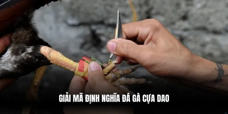 Giải mã định nghĩa đá gà cựa dao