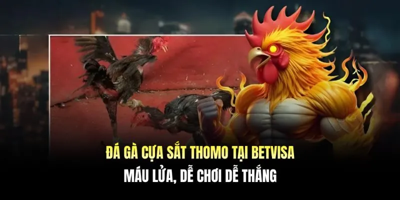 Đá gà cựa sắt Thomo