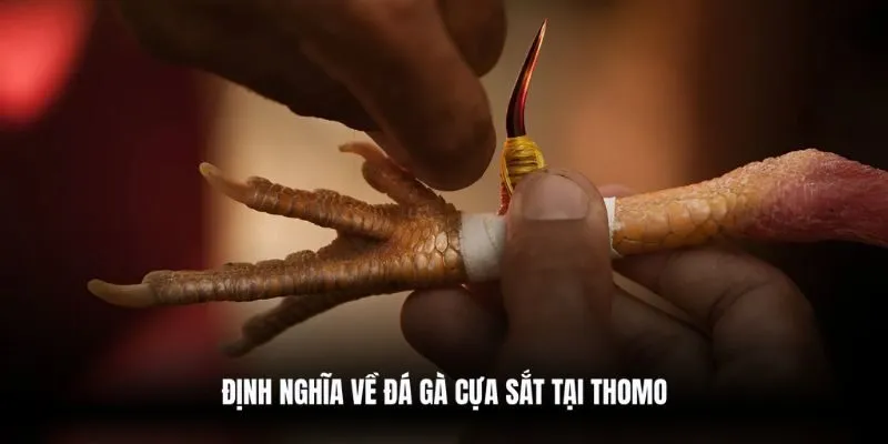 Định nghĩa về đá gà cựa sắt tại Thomo