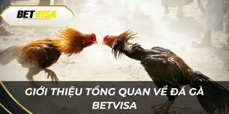 Một số thông tin giới thiệu về đá gà Betvisa