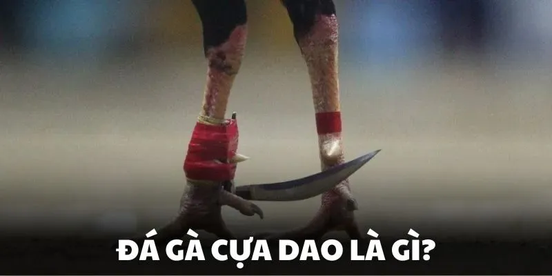 Giới thiệu vài nét về hình thức đá gà cựa dao