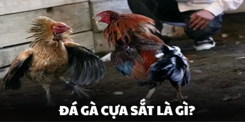 Tìm hiểu về hình thức đá gà cựa sắt