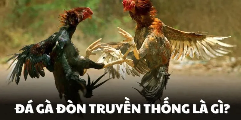 Thông tin tổng quan về đá gà đòn truyền thống 