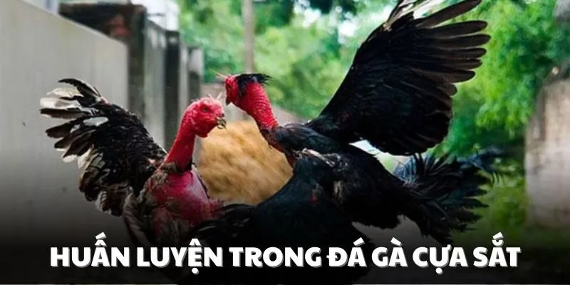Duy trì việc huấn luyện chiến kê trước khi đá cựa sắt