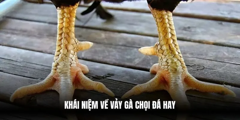 Khái niệm về vảy gà chọi đá hay