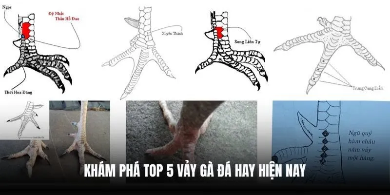 Khám phá top 5 vảy gà đá hay hiện nay