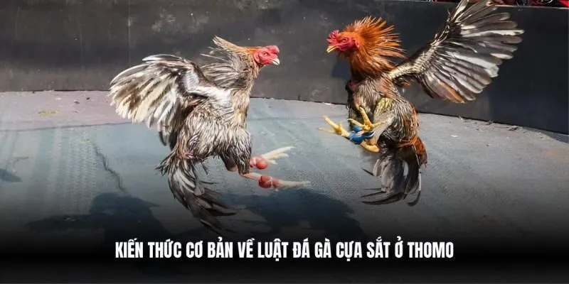 Kiến thức cơ bản về luật đá gà cựa sắt ở Thomo