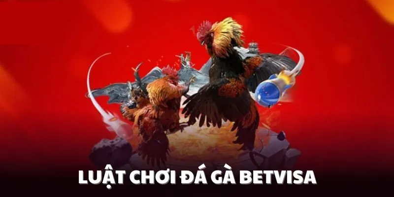 Chi tiết luật chơi của đá gà Betvisa cho người chơi mới