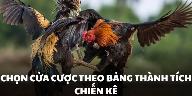Mẹo đá gà cựa dao có tính chuẩn xác cao từ chuyên gia