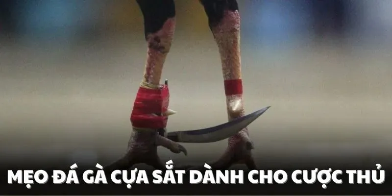 Các mẹo đá gà cựa sắt đem đến chiến thắng cho kê thủ 