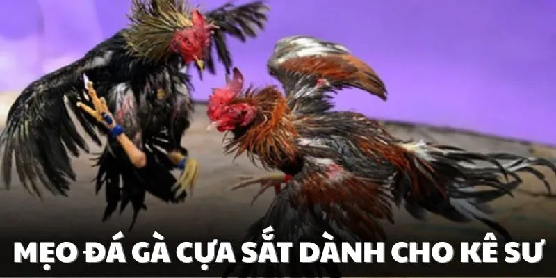 Mẹo đá gà cựa sắt mà kê sư nên biết