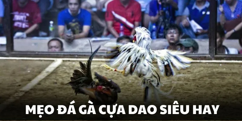 Mẹo đá gà cựa dao dựa vào bảng thành tích chiến kê 