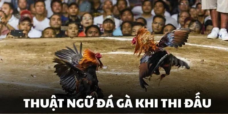 Các từ hay sử dụng trong thi đấu chọi gà