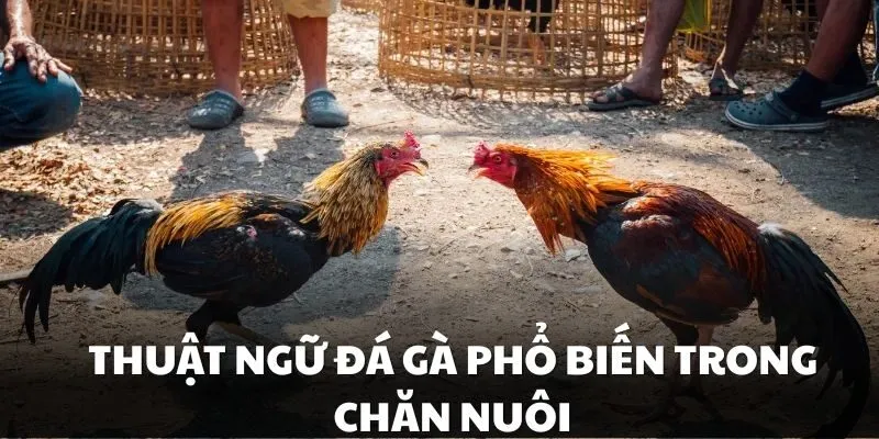Một số thuật ngữ đá gà phổ biến trong quá trình chăn nuôi