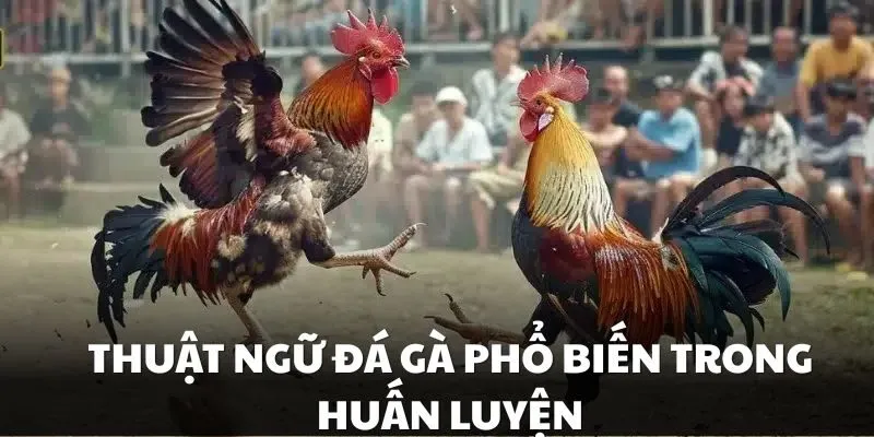 Những thuật ngữ đá gà phổ biến khi huấn luyện chiến kê