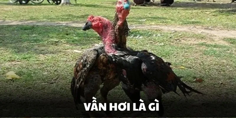 Tìm hiểu vần hơi là gì trong đá gà