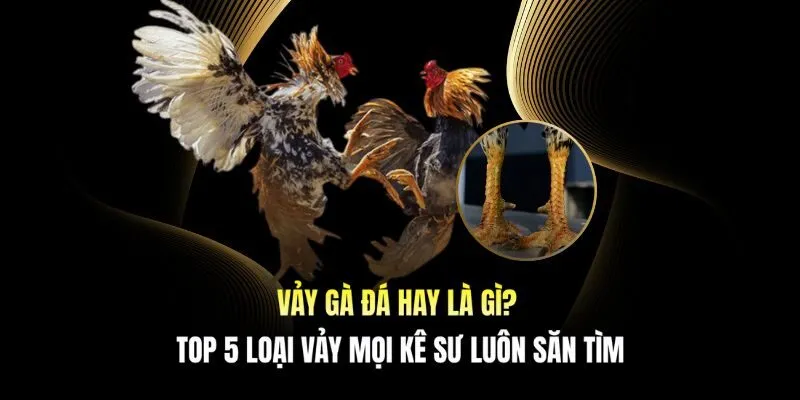 Vảy gà đá hay